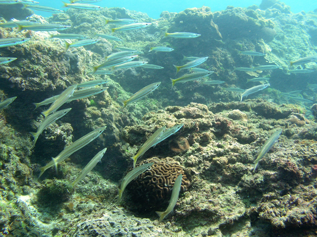 Sphyraena flavicauda Rüppell, 1838